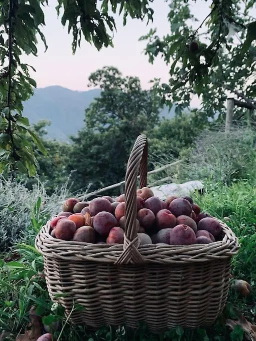 Appartement Il Riccio Appartamento Cernobbio